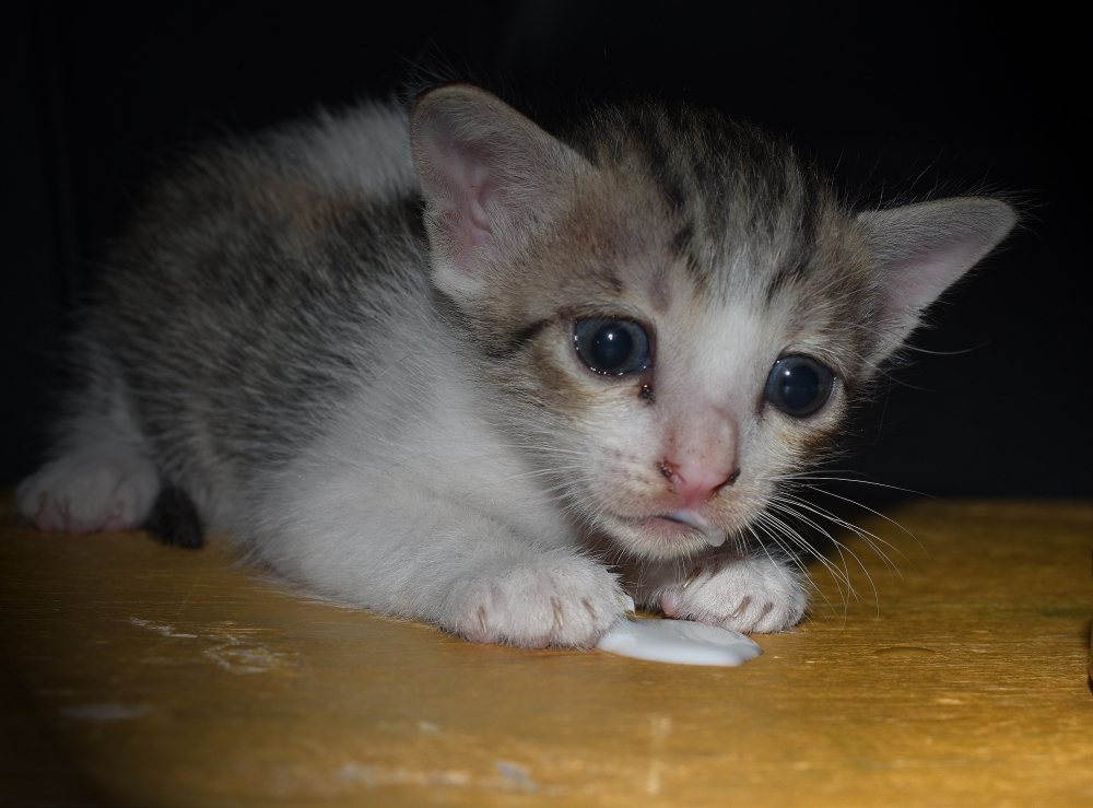 New born, Cat lover,