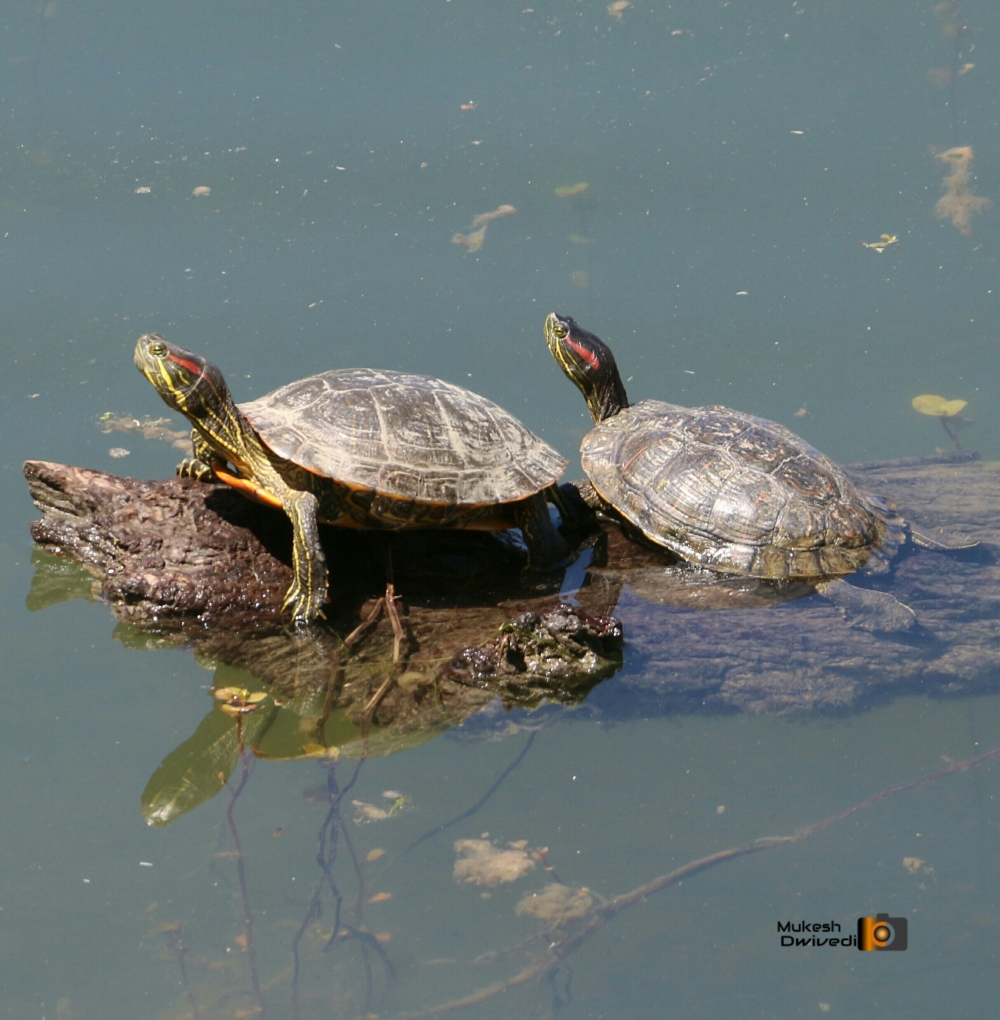 Turtle, Wildlife