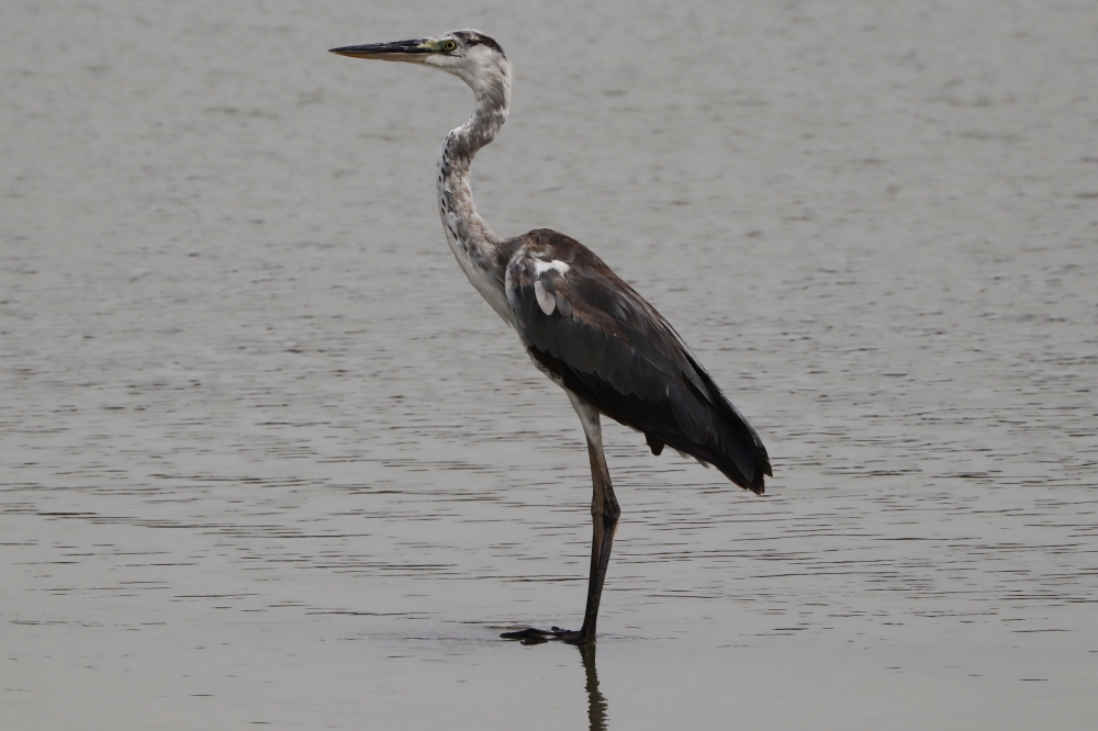 Heron, #birds #wildlife, 