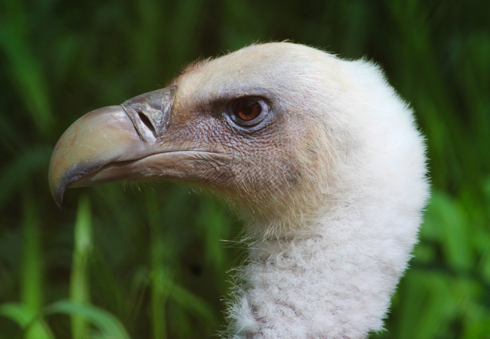 Vulture, #birds #wildlife, 