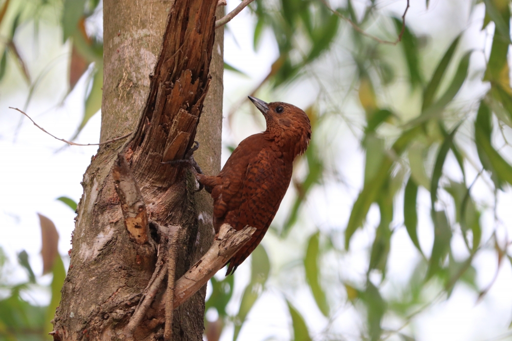 WWdpackare, Indian Bird
