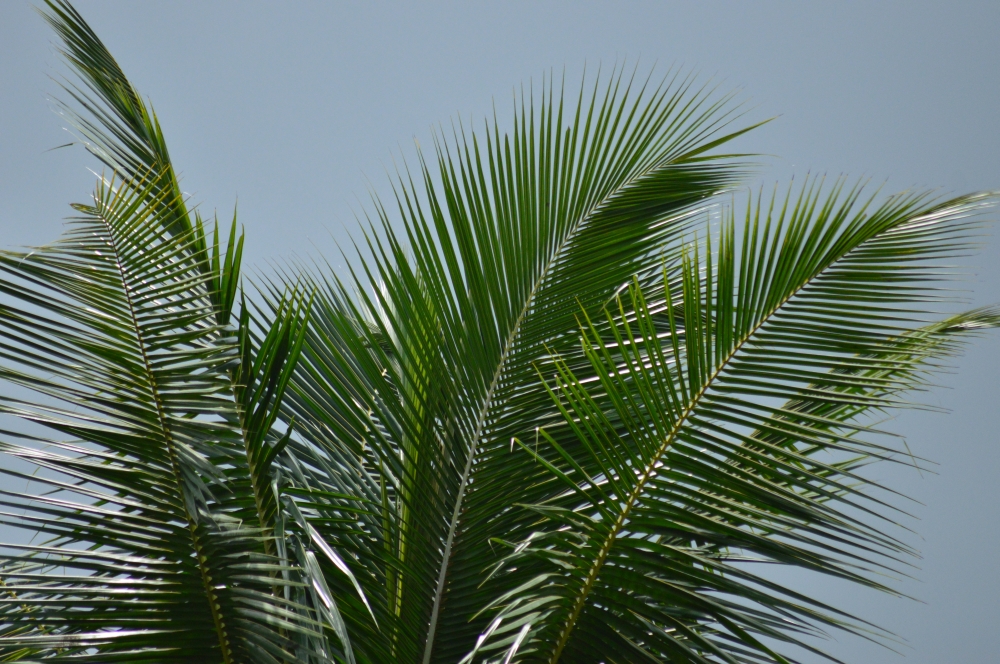 Cocunut tree, Coconut, cocunut tree, Nature, Sky, view before rain, 