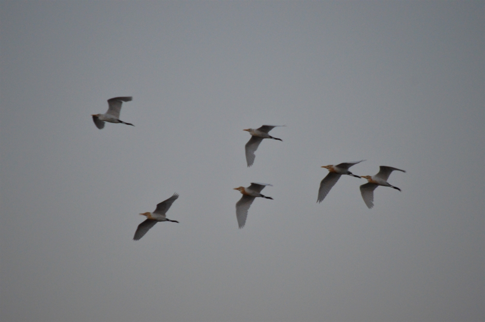 BIRDS  ARE  RETURNING  NEST  IN THE  EVENING, BIRDS, WHITE BIRDS, fly, sky, flock, sun set, light, nature, nest, wallpaper, 
