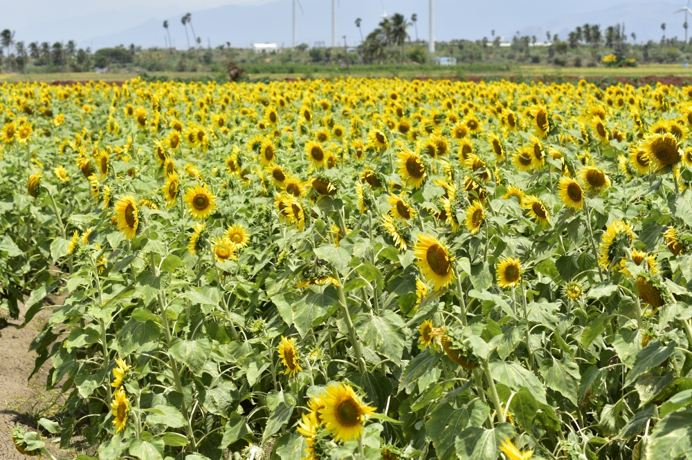 Sunflower Field, flower,sunflower,beautiful,sunflowerpaddy,tamilnadu,nature,yellow flower,sundarapandiapuram,