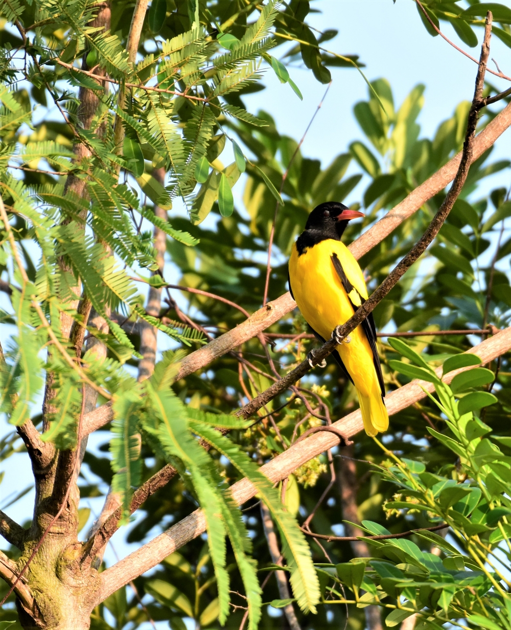 yellow, sweet. cute, flower , sunflower , beautiful , yellow , nature , photography, lady cute, rural , village life , odisha, Brahmaputra , River , Sunset , Dibrugarh , Assam, india, rural folk, 