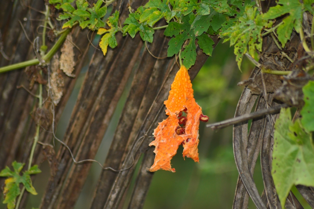 Bitter gourd fruit , Fruit, bitter gourd, macro, food, orange fruit, Orange, 