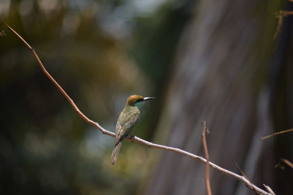 Green bee eater , green bee eater, Bird photography, 
