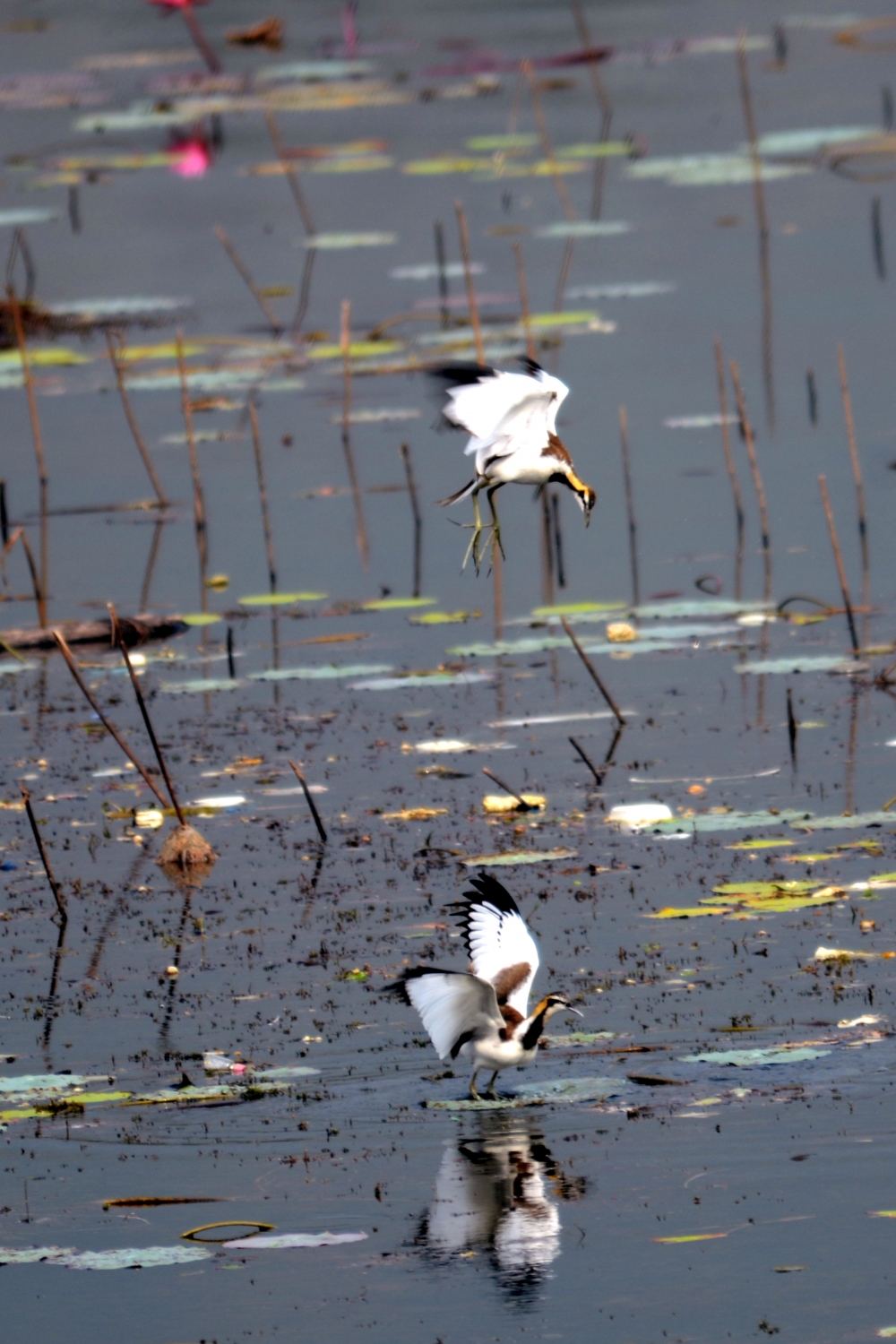 beauty of couple, #Birdsphotography #pgclick, 