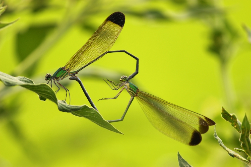 Dragonfly, Sajeer km 
