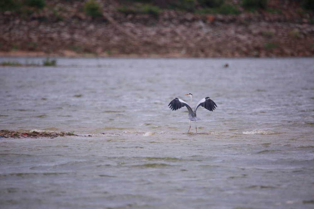 Heron, @pg click @heron @birds