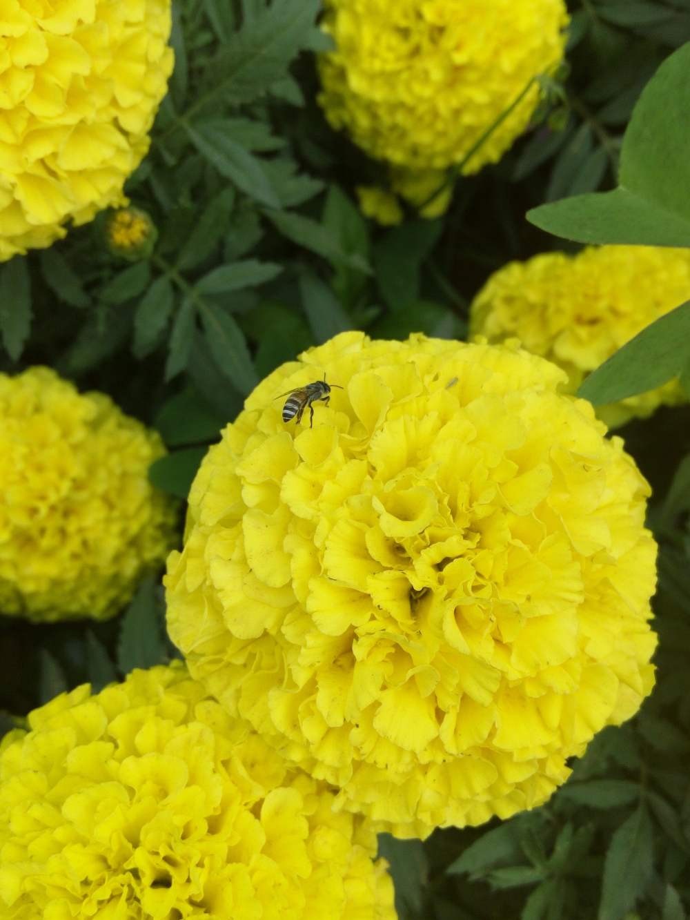 Bee, Bee searching for food