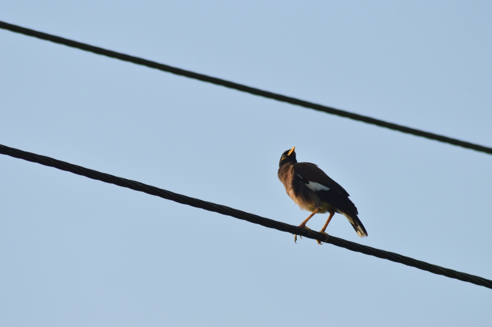Bird, Bird, bird on electric line, Macro photography, Close up, Nature, 
