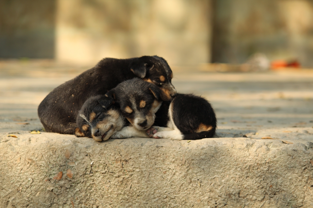 Bonding of Love, love, nature, puppy, background, potography, travel