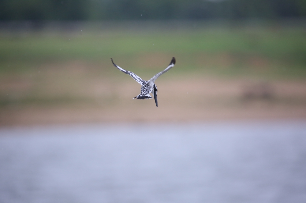Pied Kingfisher, @pgclick @animals @birds @photography @nature