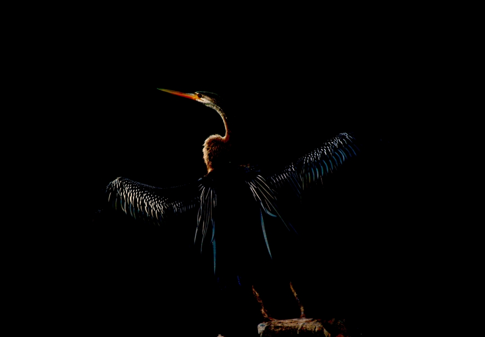 snake bird, #nature #photography #love #instagood #photooftheday #travel #sky #beautiful #art #naturephotography #like #landscape #sunset #photo #picoftheday #instagram #sun #beach #life #winter #sea #fun #cute #clouds #happy #naturelovers #summer #bhfyp, #nature #wallpaper #HD #stock #landscapes# stone#reflection#wild #forest #nationalpark, 