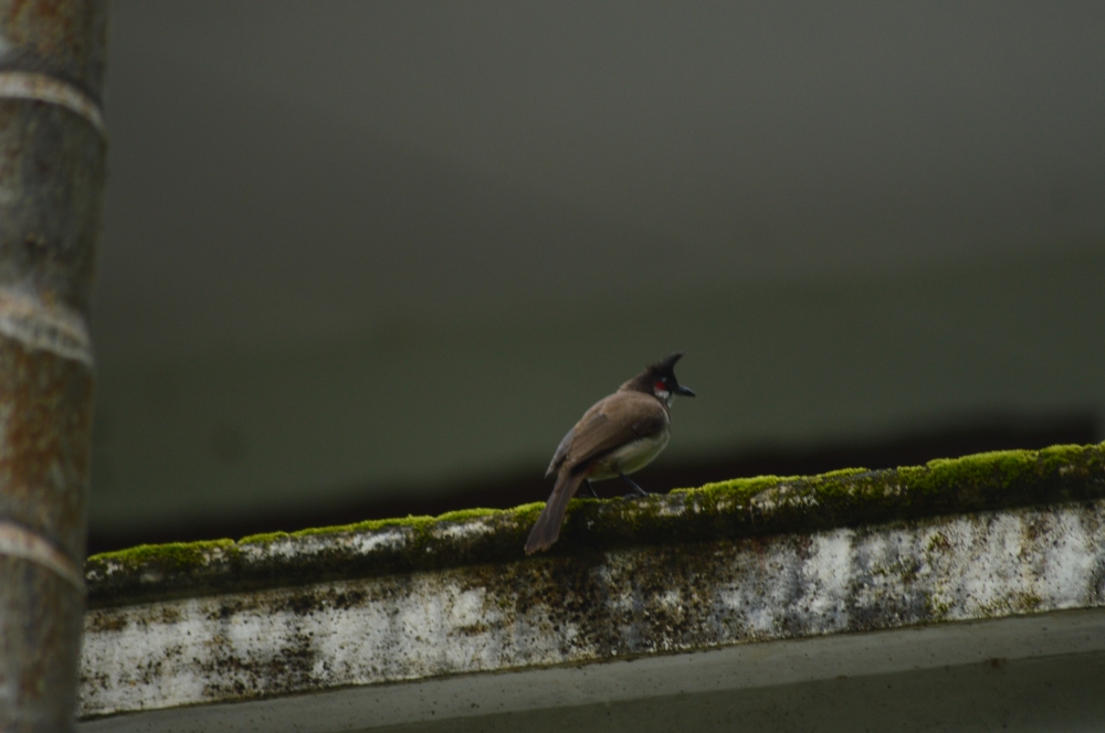 Bird,, Bird, 