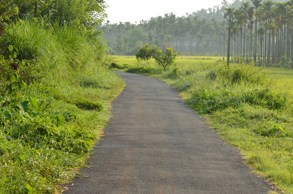 To the farm land, Nature, landscape, Grass, grass land, paddy field, road, morning, Trees, 