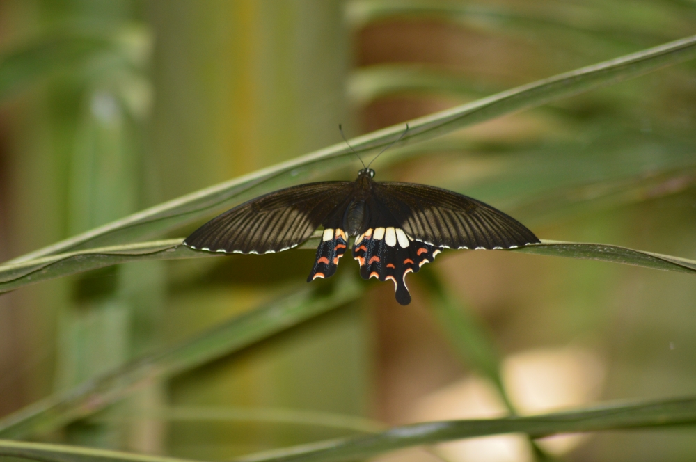 Butterfly , butterfly, butterfly on leaf, leaf, Nature, wallpaper, Macro photography, Macro, 