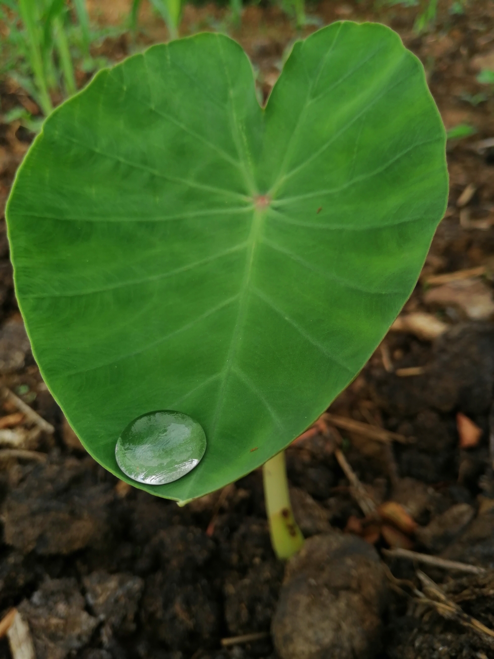Dew drop on yam plant leaf, green,leaf, yam,pearl,beautiful,dew,drop,morning,dawn,