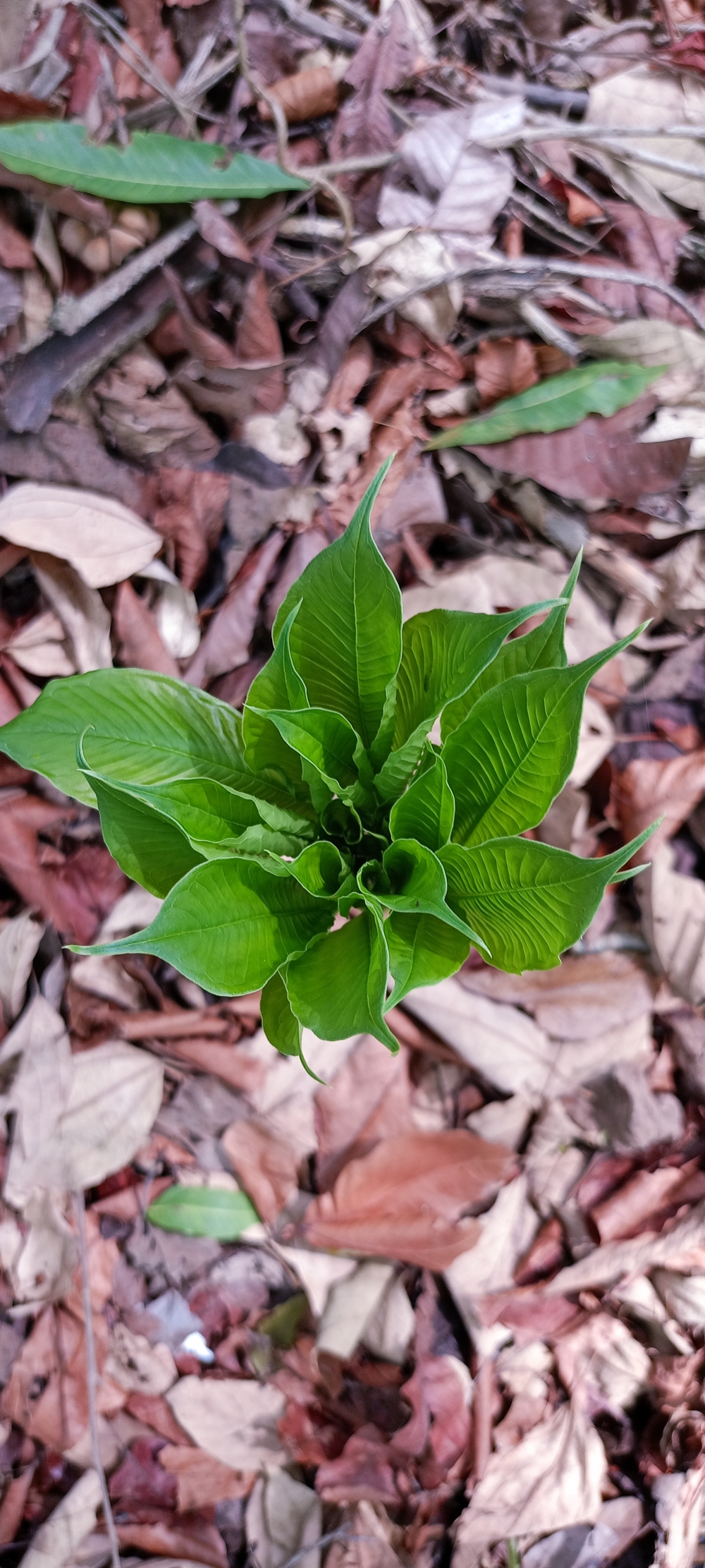 Plants , #nature #photography #love #instagood #photooftheday #travel #sky #beautiful #art #naturephotography #like #landscape #sunset #photo #picoftheday #instagram #sun #beach #life #winter #sea #fun #cute #clouds #happy #naturelovers #summer #bhfyp, summer tirathgarh waterfall waterfalls indianwaterfall  nationalpark kangervalleynationalpark Raipur CG forest HD wallpaper view kangervalley tirathgarh waterfall waterfalls jungle Bastar Chhattisgarh photosoftheday photo gallery wallpaper view kangervalley instapicture instagood viralpic, 