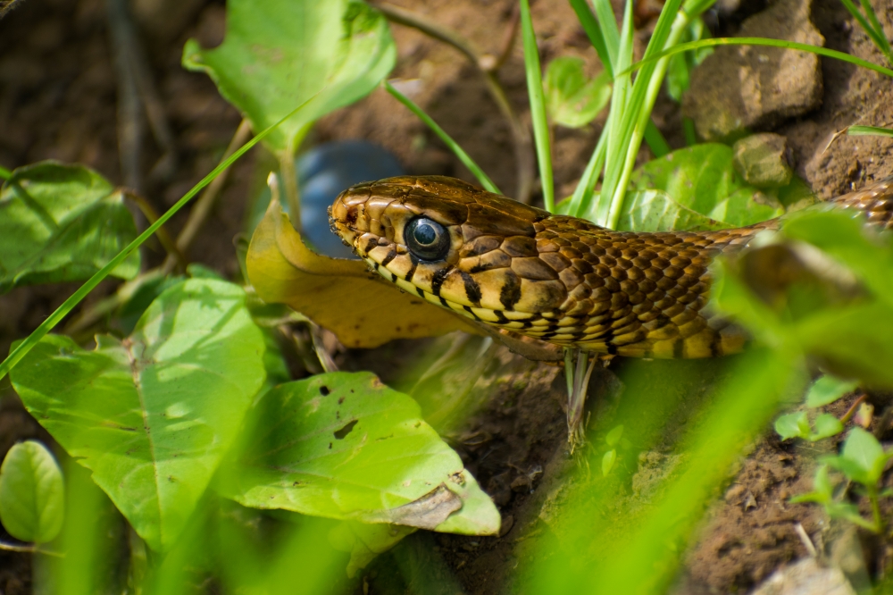 snake, Snake, #Snowfall #WhiteDesert #ArunchalPradesh #NorthEastIndia, 