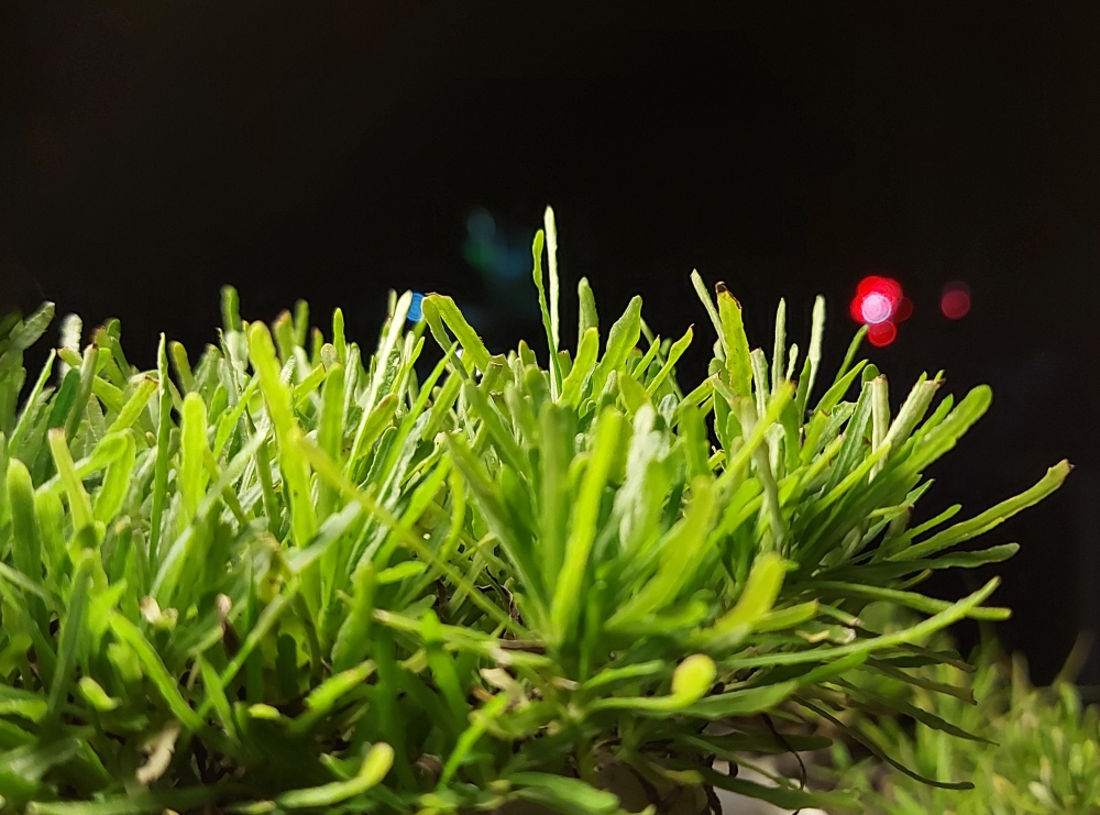 night grass, plant,grass,night grass photography,night grass picture,night,