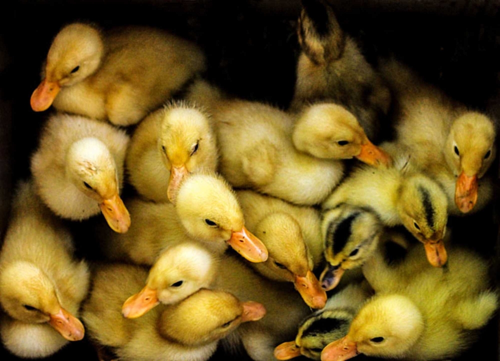 Little ducks, birds, Animal, 