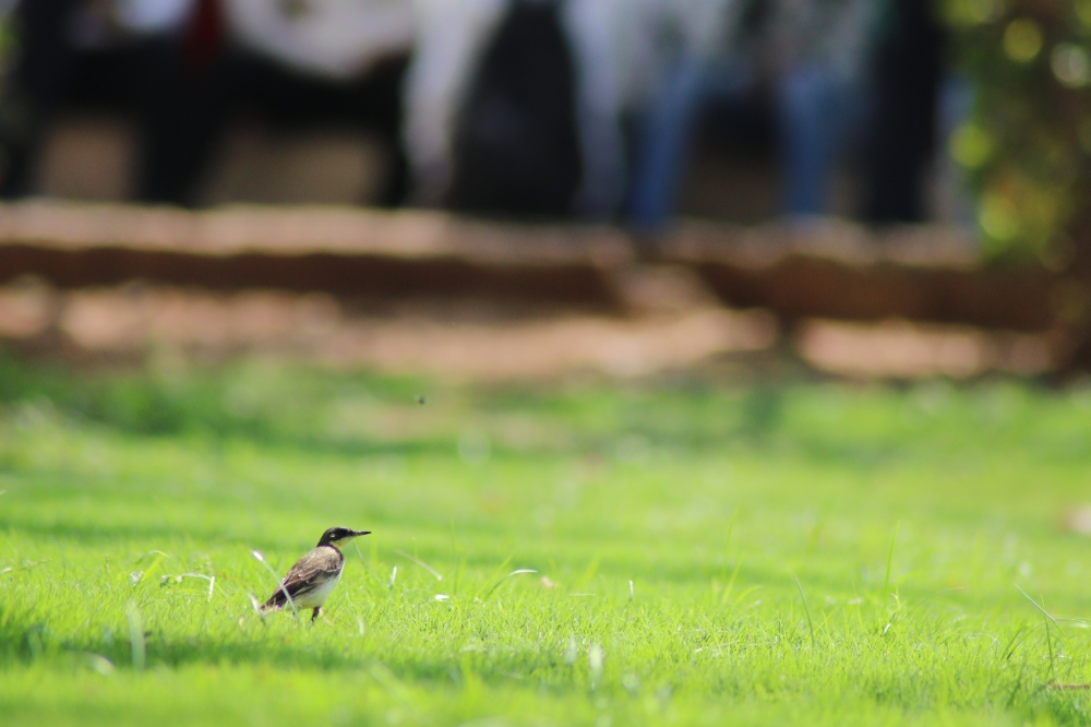 Walking Bird, #MyClick #bird