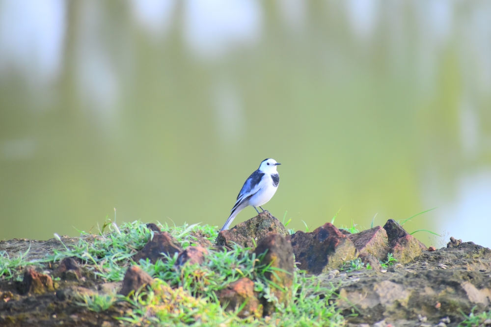 a little bird, Nature, bird