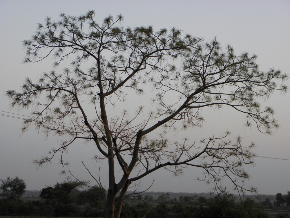 TREE - LOOKS  LIKE  A PAINTING, Trees, PAINTING, STEM, dark, 