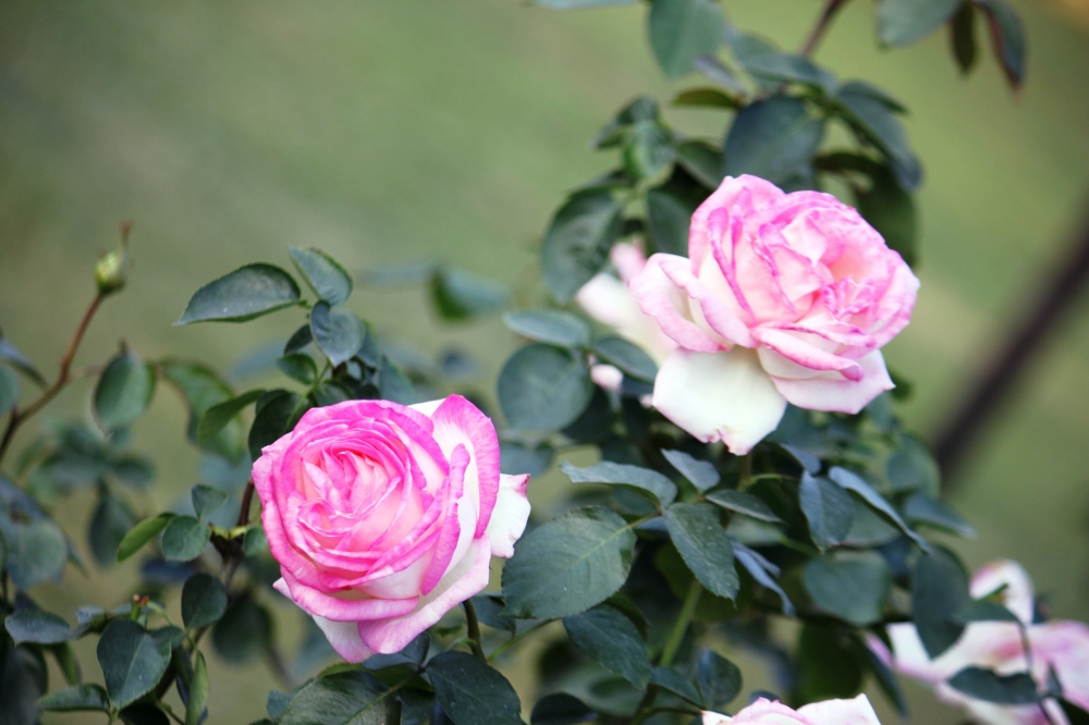 Rose flower, rose flower, 