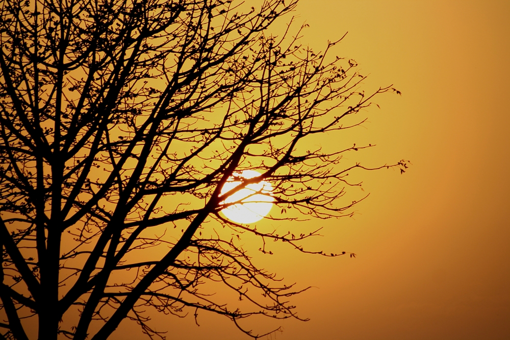 Setting sun-Golden hour, sun, golden, setting sun, tree, silhoutte