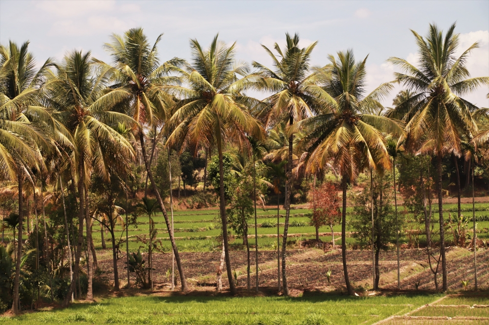 Karnatak countryside, #Karnataka, trees, Beautiful landscape, 
