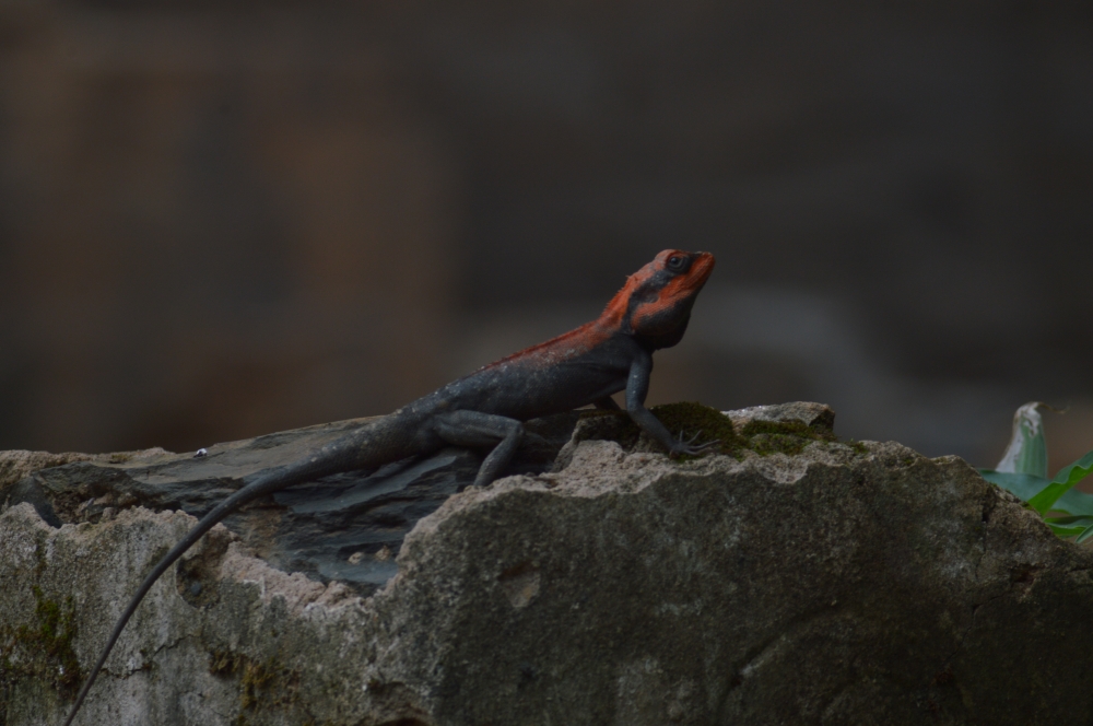 Rockagama, #rockagama #wildlife #nature #HDCLICK #wallpaper#lizard