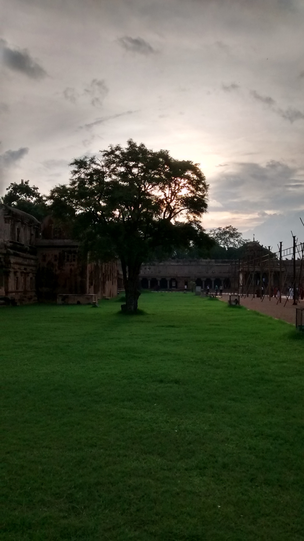 Tree in Green Grass, Thanjai Periya Kovil, Thanjavur, Tamilnadu, India, Green Field, Green, Grass, Tree, Nature, Evening, 