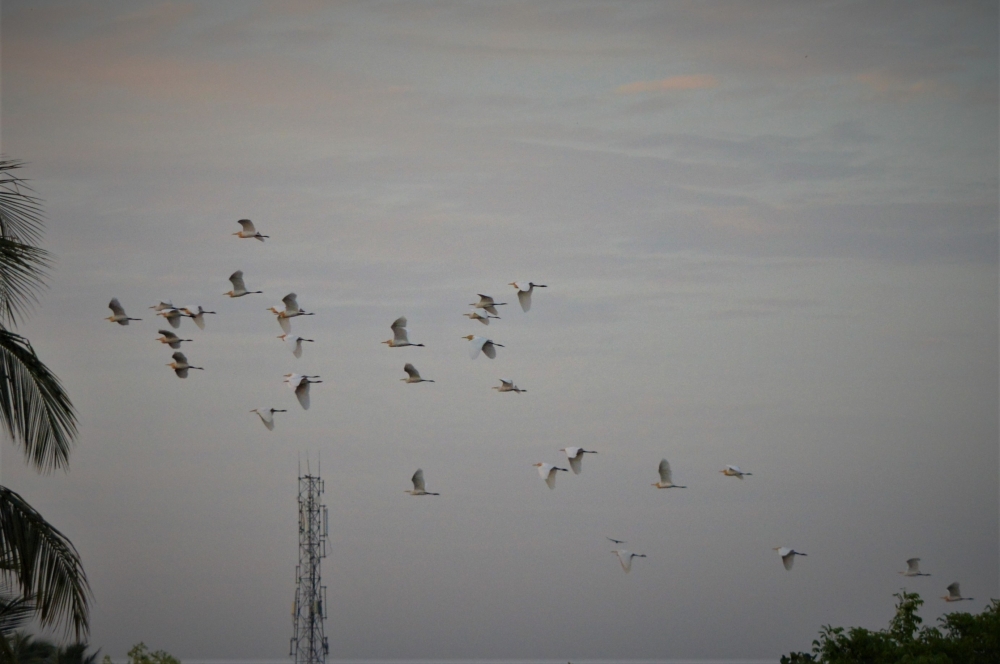 BIRDS OF A FEATHER FLOCK TOGETHER, BIRDS, egret, FLY, SKY, FLOCK, BUNCH, FEATHER, WING, NATURE, WALLPAPER, BLUE SKY, SUN SET, Sun set, 
