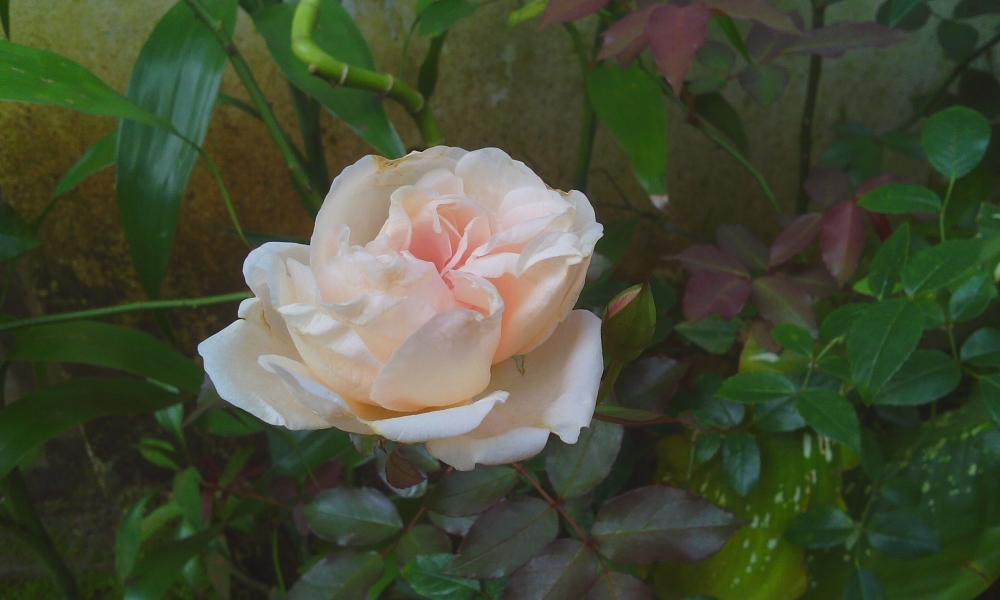 Image of flower rose, flower,nature,natural,rose,image of flower,picture,background,plant,flower plant,rose flower,beautiful flower,photography,images,pick,