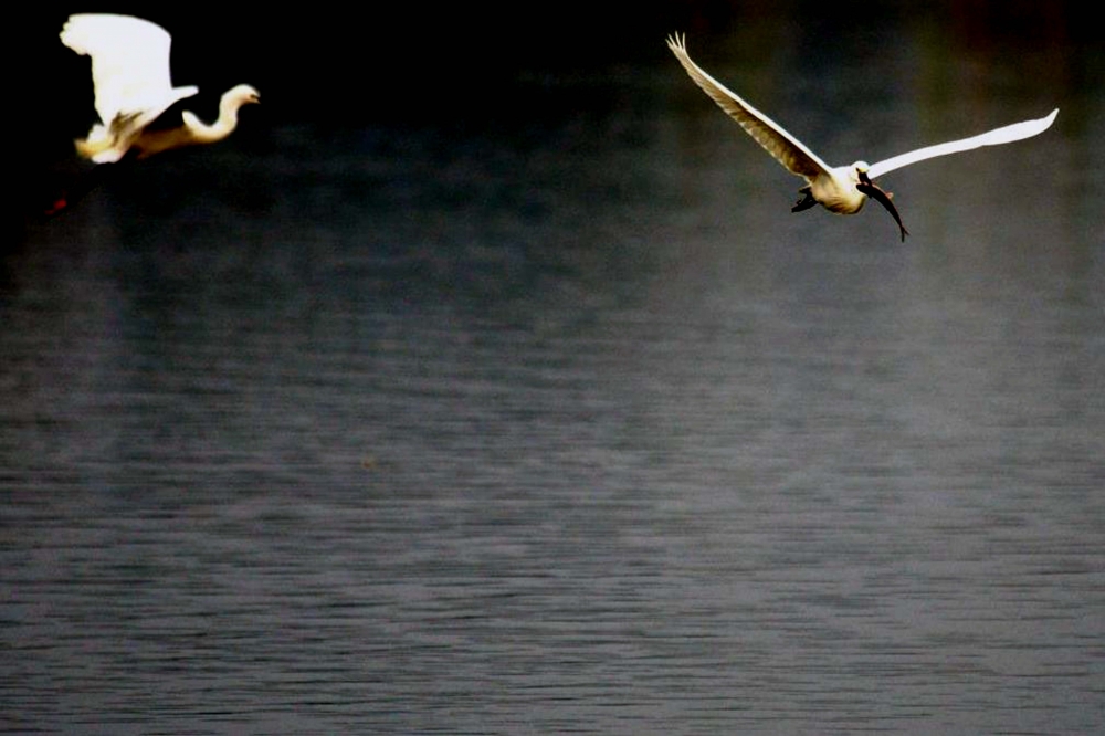 flying beauty, #birds #wildlife, 