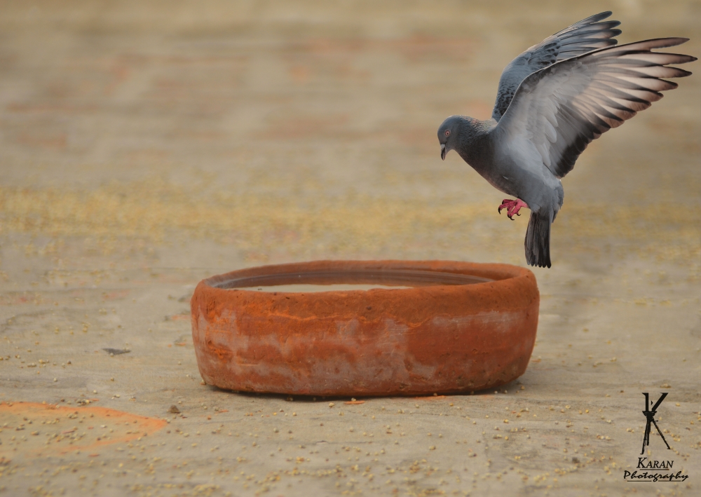 Pigeon landing, pigeon, fly, landing, Lovely, Lovely background, Bird, Nature, 