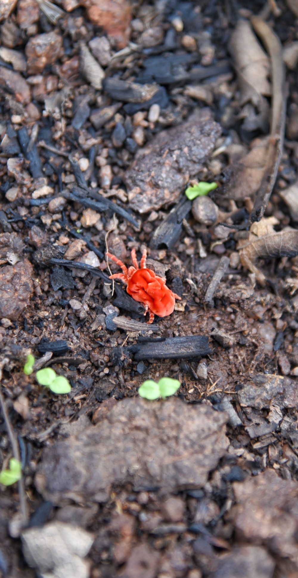 Red velvet insect , Beetle, 