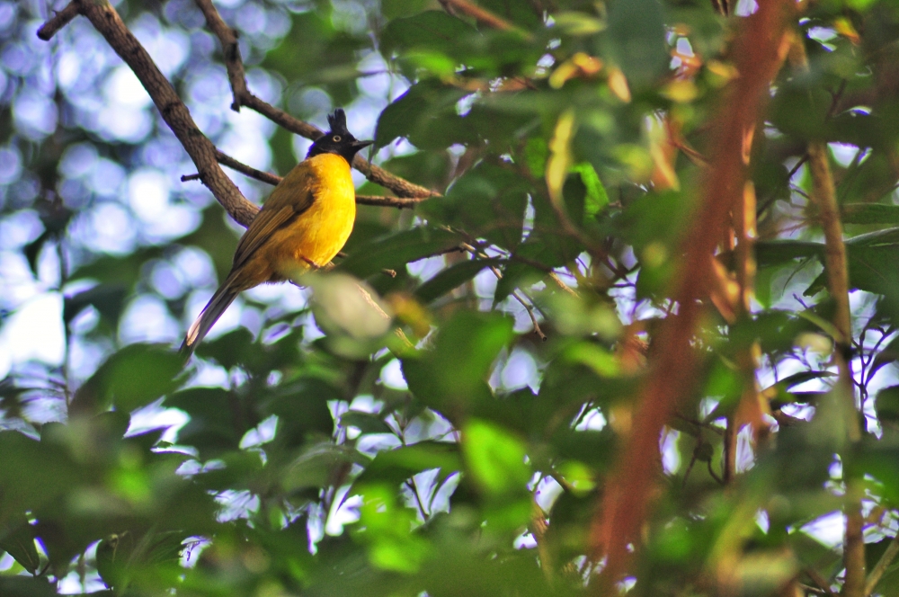 ब्लैक-क्रेस्टेड बुलबुल -  गहरे सिर और शिखा वाला हरा-पीला बुलबुल। पीली आंखें इसे हमेशा क्रोधित या आश्चर्यचकित रूप देती हैं, #TravelPhotography #PicOfTheDay #ExploreNature #NaturePhotography #TravelBlogger #beautiful #landscape #adventure #explore #instatravel #photo #trip #summer #travelgram #photography #art #travel #wanderlust #nature #instagood#love #instagood #photooftheday #fashion #trending #explorepage #viral #tbt #like4like #followme #picoftheday #follow #me #selfie #summer #art #instadaily #friends #repost #nature #trendingnow #fun #style #smile #food #instalike #likeforlike #family #travel #fitness #worldcup #tagsforlikes #viralpost #nofilter #life #beauty #amazing #instamood #igers #instagram #photo #music #photography #makeup #dog #beach #sunset #model #foodporn #motivation #followforfollow #sky #lifestyle #design #gym #f4f #toofunny #cat #handmade #hair #vscocam #bestoftheday #vsco #funny #dogsofinstagram #drawing  #artist  #f4fl #flowers #baby  #wedding #memes #instapic #pretty #photographer  #instafood #party #inspiration #lol  #cool #workout #motivation #swag #fit #healthy #yummy #blackandwhite  #foodie #insta #home #christmas #black  #memes #winter #pink  #sea #landscape  #blue #london #holiday