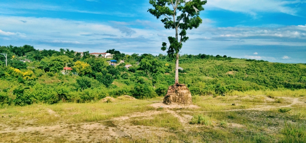 Tree, #Nature #background #wallpaper #hdclicks #fullHD @sundar, #nature #photography #love #instagood #photooftheday #travel #sky #beautiful #art #naturephotography #like #landscape #sunset #photo #picoftheday #instagram #sun #beach #life #winter #sea #fun #cute #clouds #happy #naturelovers #summer #bhfyp, 