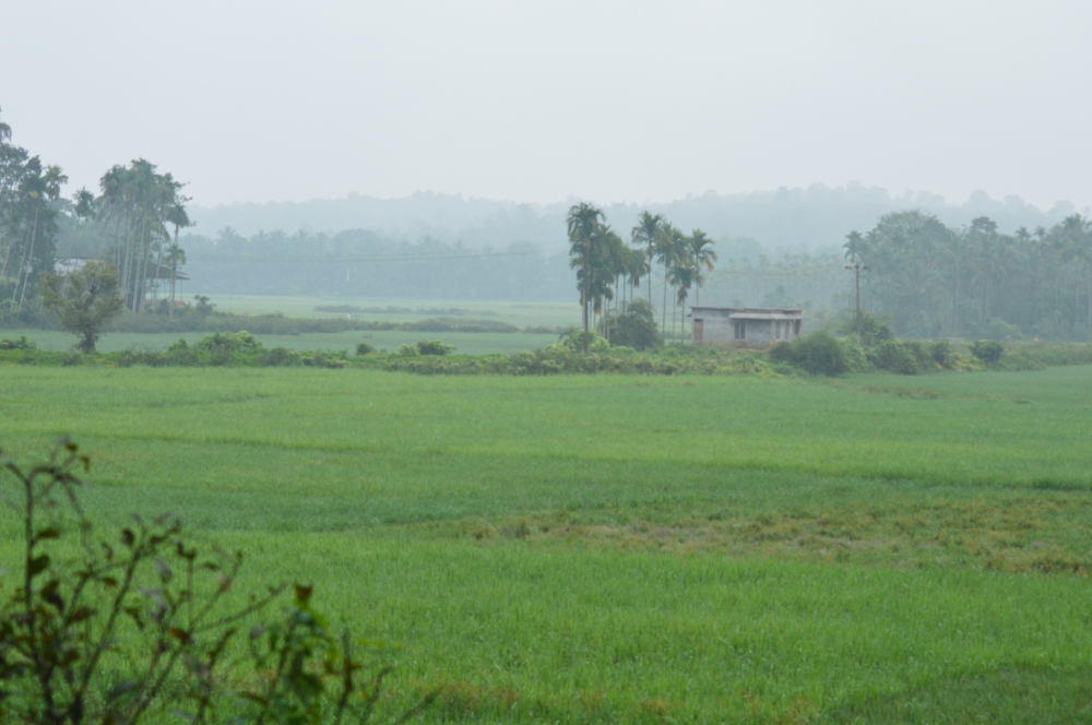 Paddy plant,paddy,paddy field,green,greens, greenery,water,farmland,farming,food,nature,natural,earth,, paddy field, paddy, paddy plant, Green Field, Green, greenery, greens, Trees, Tree, Coconut, cocunut tree, cocunut leaf, building, plant, plants, wallpaper, Photography, Nature photography, morning, Sky, Kerala, 