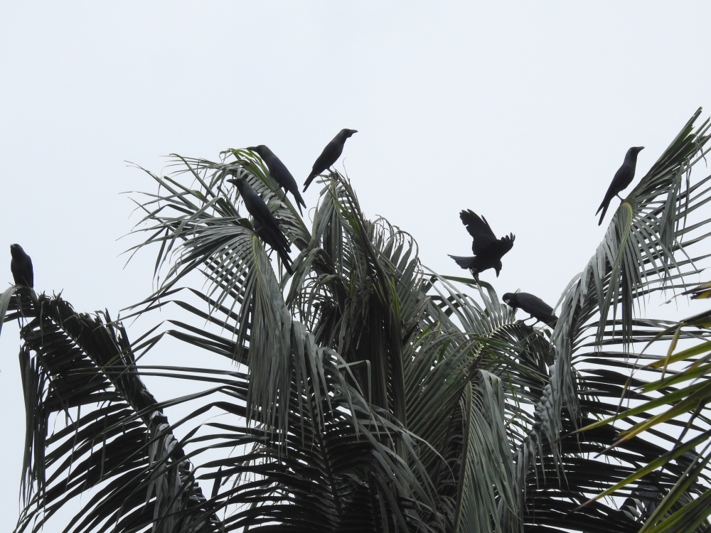 crows in standing coconut tree, crows in standing coconut tree, crows, coconut tree, 