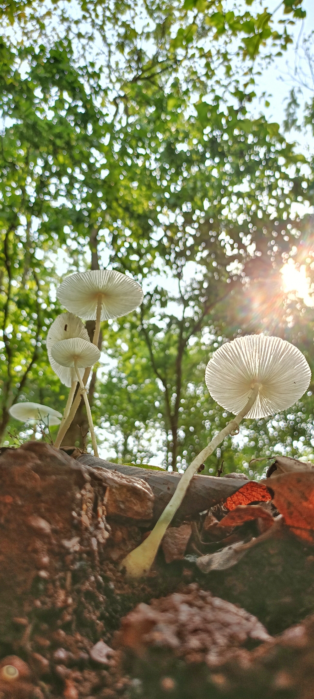 Mushroom, Mushroom, fungi, #nature #photography #love #instagood #photooftheday #travel #sky #beautiful #art #naturephotography #like #landscape #sunset #photo #picoftheday #instagram #sun #beach #life #winter #sea #fun #cute #clouds #happy #naturelovers #summer #bhfyp, 