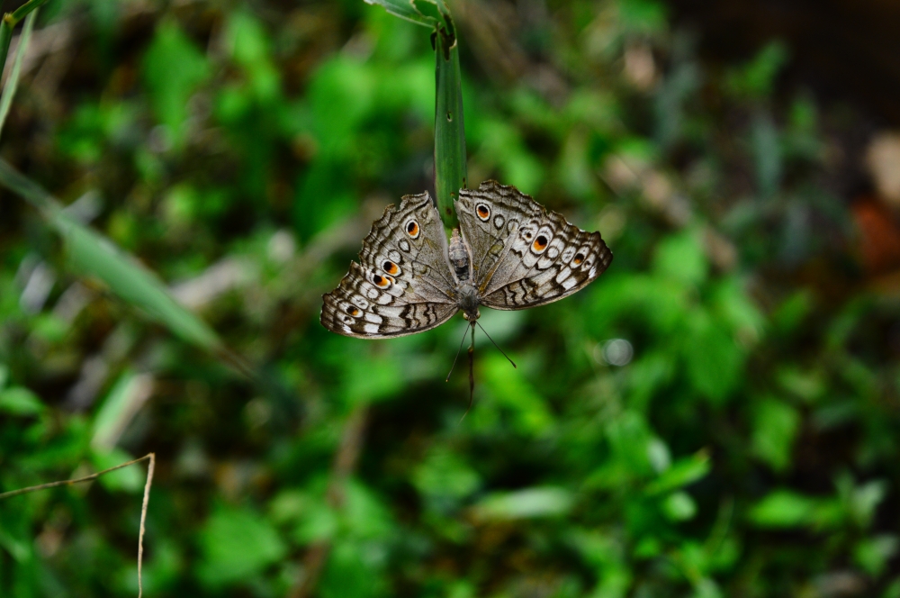 Butterfly 2, #butterfly#leaf#green#bastar#wildlife