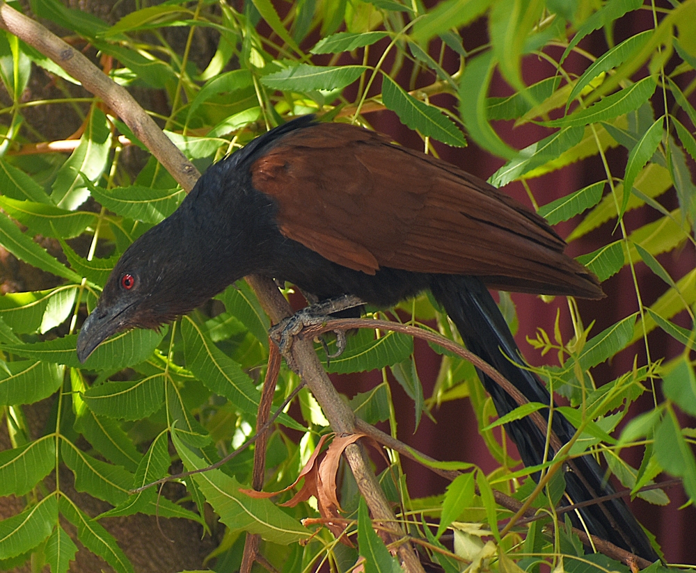 Hunting time, Birds photography