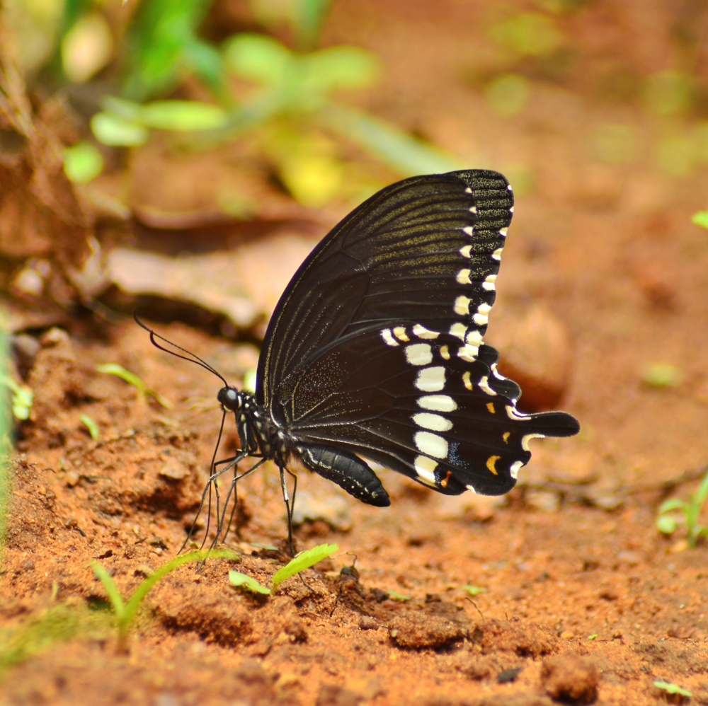 Spicebush swallowtail butterfly , #nature #photography #love #instagood #photooftheday #travel #sky #beautiful #art #naturephotography #like #landscape #sunset #photo #picoftheday #instagram #sun #beach #life #winter #sea #fun #cute #clouds #happy #naturelovers #summer #bhfyp, Spicebush swallowtail butterfly , kangervalleynationalpark , Nature background wallpaper hdclicks fullHD landscape limestonecaves wild bastar chhatishgarh kangervalleynationalpark kvnp, 