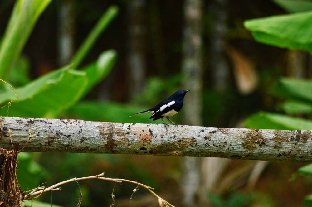 Bird, trees, tree, bird sitting on tree, nature, , Bird, black, white, small, Small beautiful, beauty, natural, Nature, BIRDS SEARCHING FOR FEEDING, bird of kerala, birdsofkerala, birds of kerala, Kerala, Green Field, Green, greenery, greens, blurred, blure effects, blur, blurred background, wood, morning, 