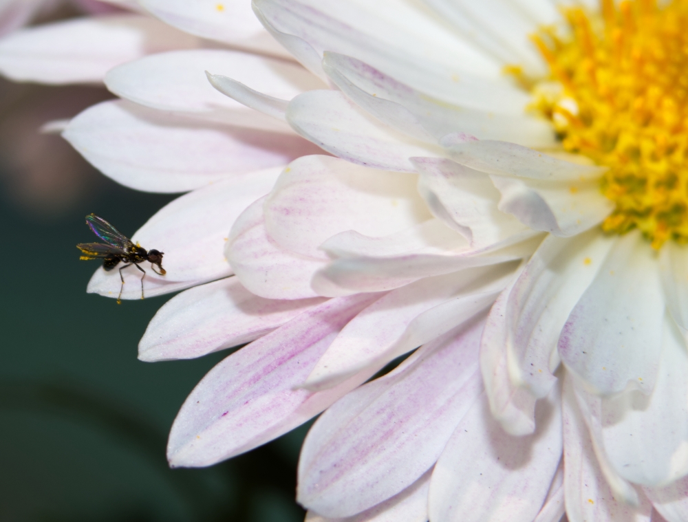 the flower and the bug, Flower, petals, Bug, insect, Invertebrate, Closeup, Macro, Macro photography, Nature, Outdoor photography, 